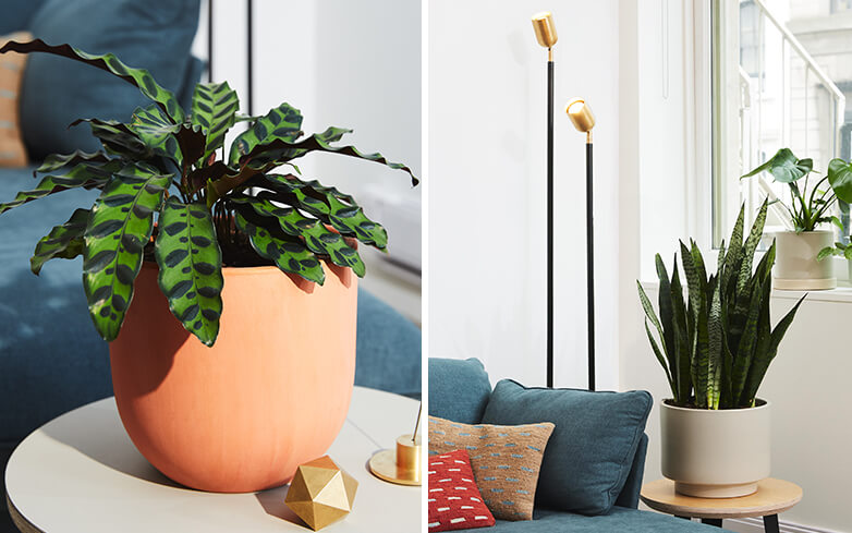 Potted plants as home decor