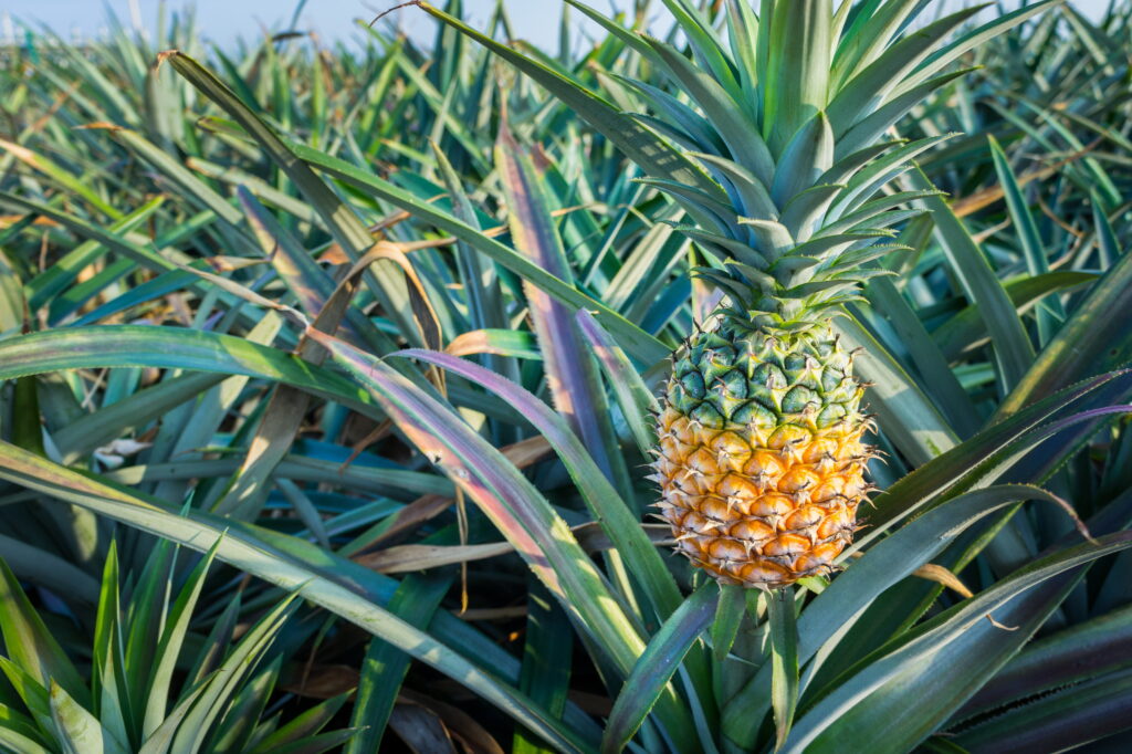 Pineapple: A Juicy Ingredient for Glowing Skin